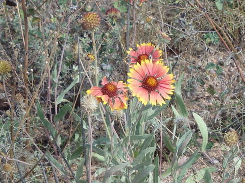 GDMBR: Indian Blanket.